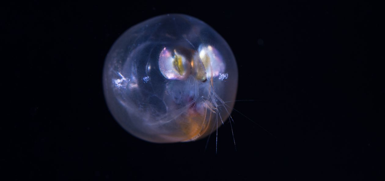 photo of ostracod